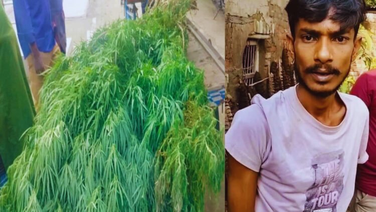 নওগাঁর মান্দায় বসতবাড়িতে গাঁজা চাষের অভিযোগে স্বপন নামে এক যুবক গ্রেপ্তার