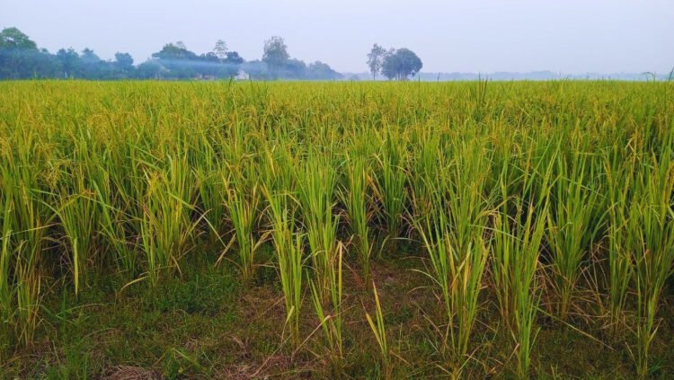 কিশোরগঞ্জে রোপা আমনে ইঁদুর ও মাজরা পোকার আক্রমণ, দুশ্চিন্তায় কৃষক