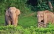 হাতির বিলুপ্তি ঠেকাতে লাঠিটিলায় পুরুষ হাতির প্রয়োজন