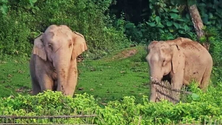 হাতির বিলুপ্তি ঠেকাতে লাঠিটিলায় পুরুষ হাতির প্রয়োজন