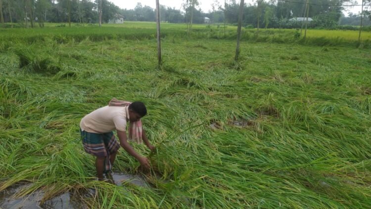 রায়গঞ্জে ঝড়ো বাতাসে ১২০ হেক্টর আমন ধানের ক্ষতি