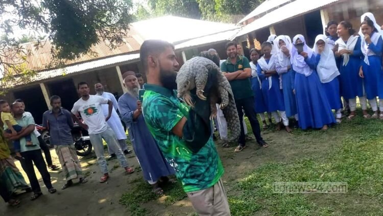 অতি বিপন্ন বনরুই ঘিরে আশার আলো