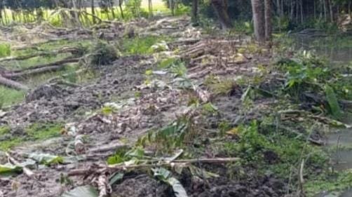 দুমকি উপজেলায়  জমি ও রাস্তার পুরোনো বিরোধকে কেন্দ্র করে প্রতিপক্ষের কলাবাগান কেটে সাফ