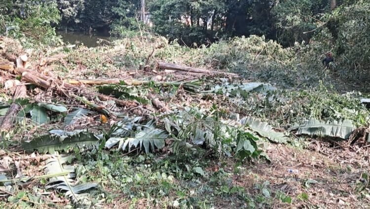 প্রবাসী সোবাহান বেপারির বিভিন্ন  গাছ কেটে জমি দখলের চেষ্টা