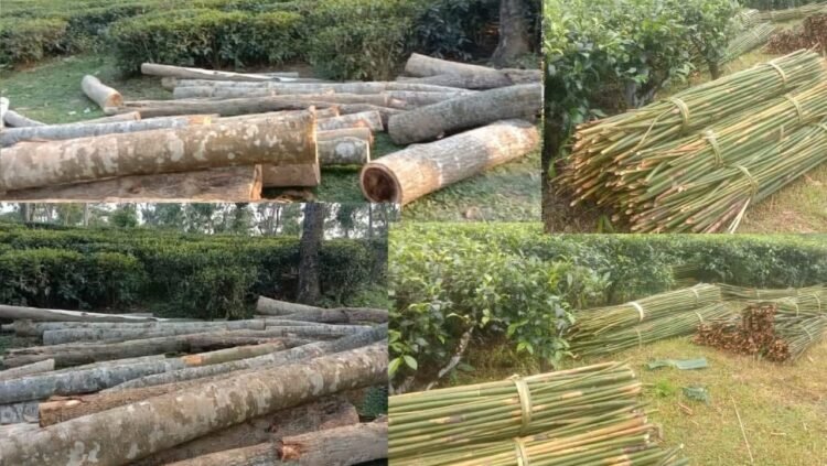 পাহাড়ি বনাঞ্চলে চলছে লুটের মহাযোগ‍্য