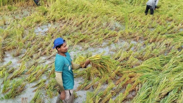 আমন ধানের ভালো ফলনে কৃষকের মুখে হাঁসি