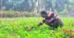 ‎শিশির ভেজা ভোরে শাকক্ষেতে ব্যস্ত কৃষক, ‎বাম্পার ফলনের আশায় মুখে তৃপ্তির হাসি
