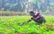 ‎শিশির ভেজা ভোরে শাকক্ষেতে ব্যস্ত কৃষক, ‎বাম্পার ফলনের আশায় মুখে তৃপ্তির হাসি