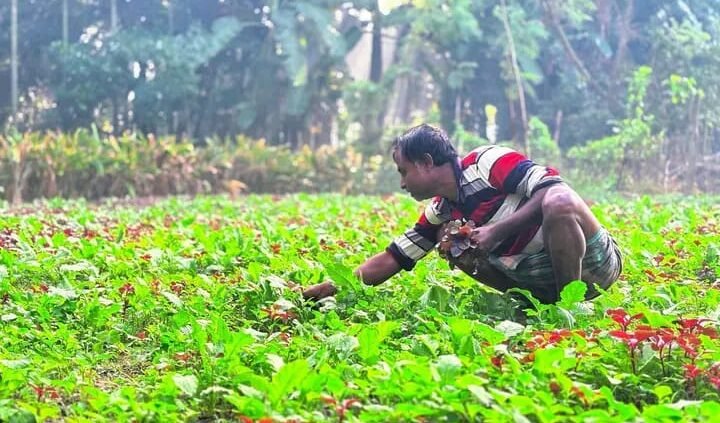 ‎শিশির ভেজা ভোরে শাকক্ষেতে ব্যস্ত কৃষক, ‎বাম্পার ফলনের আশায় মুখে তৃপ্তির হাসি