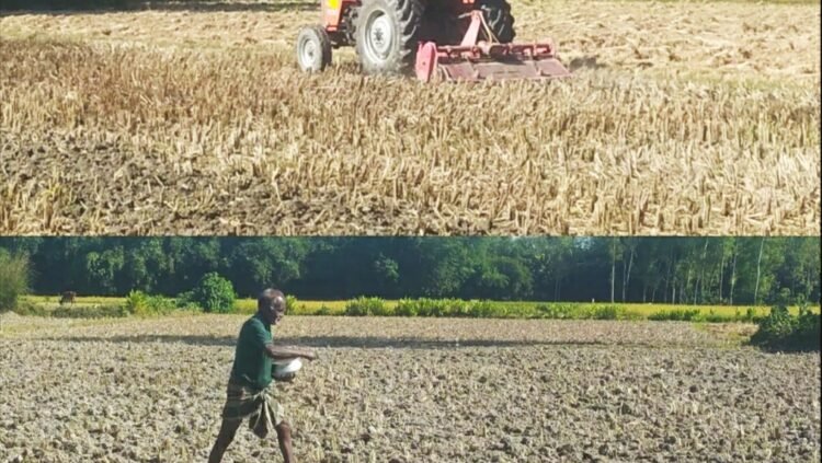 সিরাজগঞ্জের রায়গঞ্জে রোপা আমন কেটেই সরিষা চাষে ব্যস্ত চাষি