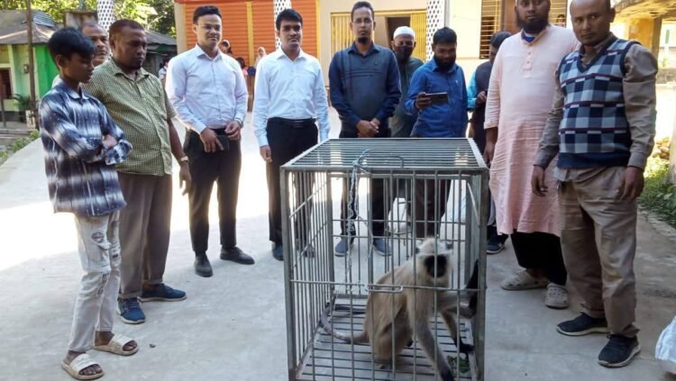 পার্স্ববতীদেশ ভারত থেকে  হিলিতে আসা  মুখপোড়া হনুমানটি এখন  রংপুর চিড়িয়াখানায় স্থানান্তর