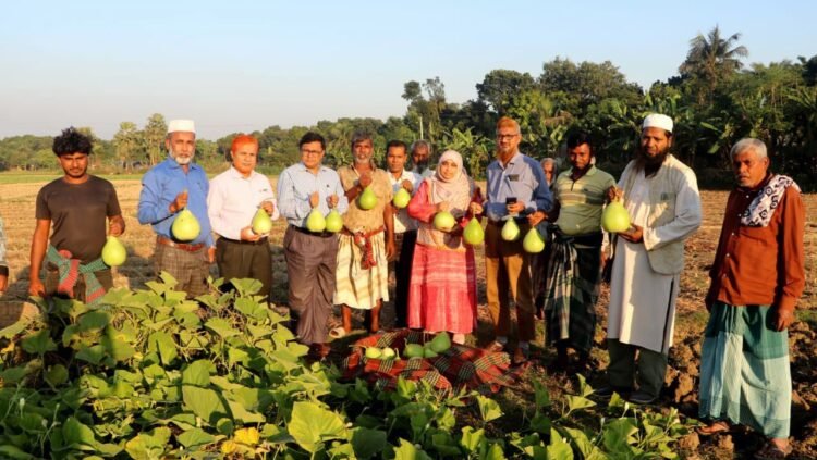 সাথী ফসল চাষে বাজিমাত শাহীনের, দুই মাসে আয় চার লাখ টাকা