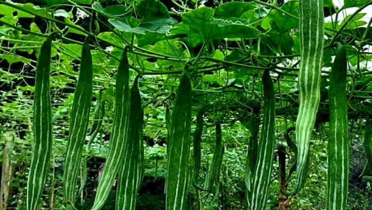 দৌলতপুরে চিচিঙ্গা চাষে বাজিমাত