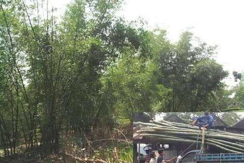 আত্রাইয়ে গ্রাম-বাংলা থেকে হারিয়ে যাচ্ছে শত শত বাঁশঝাড়