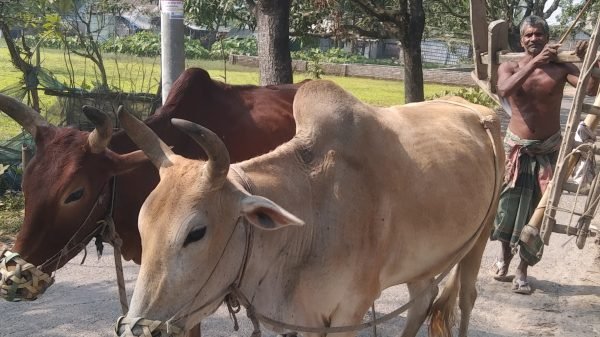 আত্রাইয়ে লাঙ্গল-বলদের যুগ হারিয়ে যাচ্ছে যান্ত্রিক চাষের দাপটে