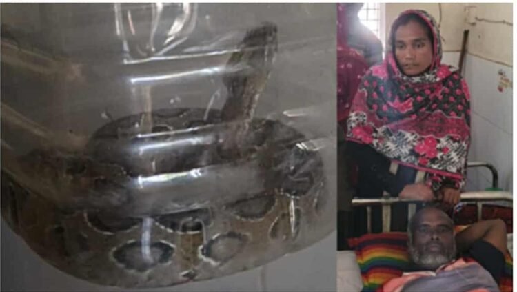 পাংশায় রাসেল ভাইপার নিয়ে হাসপাতালে হাজির কামড়ের শিকার কৃষক হেলাল