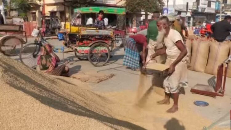 নওগাঁয় আমন ধানের ফলনে বিপর্যয়  ধানের নায্যমুল্য না পেয়ে ক্ষুব্ধ কৃষক