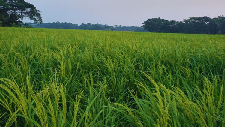 বাংলার আকাশে এখন ঋতুর পালাবদলের নরম ছোঁয়া