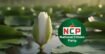 এনসিপির ঘোষণা, বিএনপি জামায়াতের বাইরে নতুন রাজনৈতিক জোট