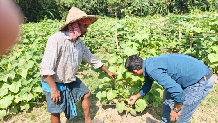 আগাম শীতকালীন সবজিতে ভরে উঠেছে রাজবাড়ীর হাট-বাজার