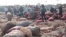 বাংলাদেশ সীমান্তে পচছে ৩০ হাজার টন ভারতীয় পেঁয়াজ