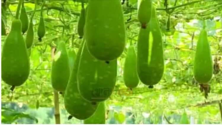 রায়গঞ্জে অধিক লাভের আশায় কৃষকেরা সবজি চাষে ঝুঁকছেন