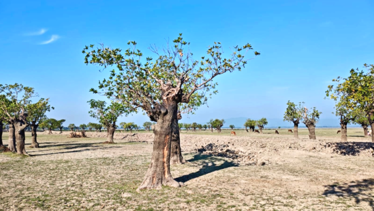 শতবর্ষী হিজল বাগানে দখলদারদের থাবা
