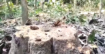 বণদস্যুরা ফাকাগুলি ছুড়ে ভয় দেখিয়ে গাছকেটে নিয়ে গেছে