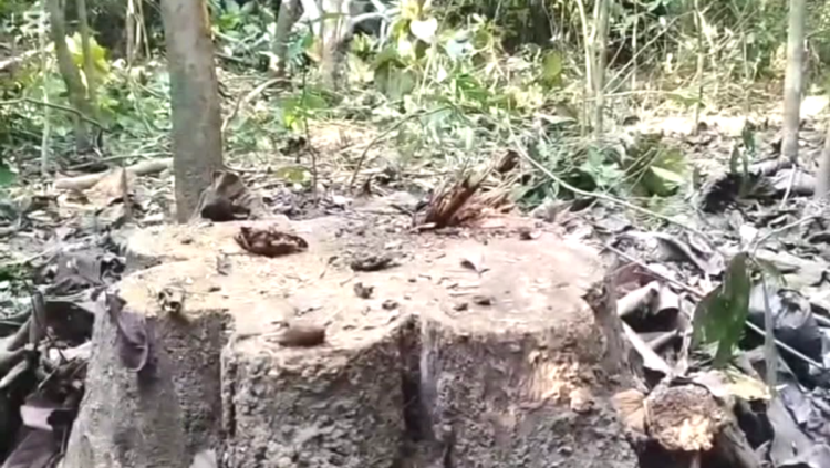 বণদস্যুরা ফাকাগুলি ছুড়ে ভয় দেখিয়ে গাছকেটে নিয়ে গেছে