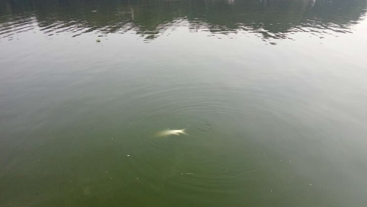 আত্রাইয়ে ডাঃ মেহেদী হাসান তমালের পুকুরে বিষ প্রয়োগে মাছ নিধনের অভিযোগ