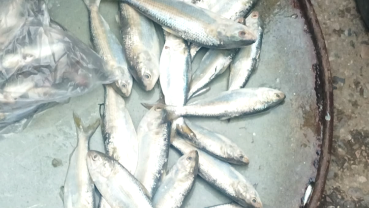 হরিরামপুরে নিষেধাজ্ঞা অমান্য করে চলছে ঝাটকা বিক্রি-প্রসাসনের নেই কোন প্রদক্ষেপ