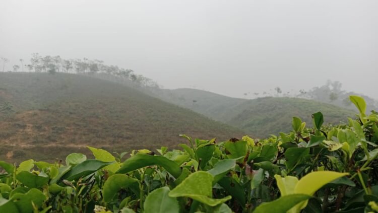 চায়ের রাজ্যে কাঁপছে শীতে
