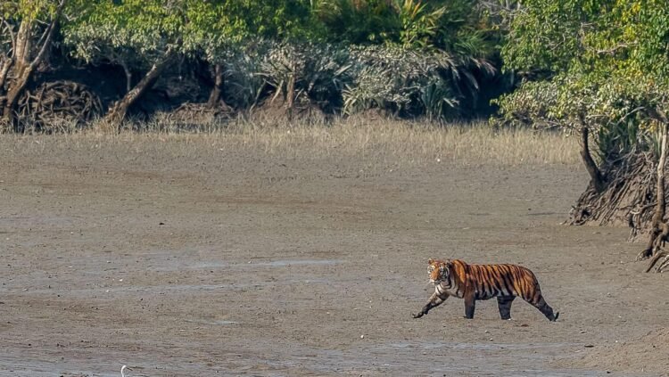 ১৮ ই  ডিসেম্বর; ১৯৭১ সালের এই দিনে: বাগেরহাটের শরণখোলা হানাদার মুক্ত হয়