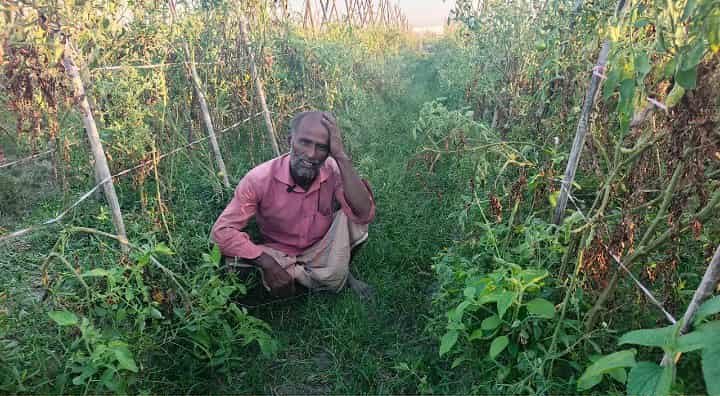 রাজশাহী রাজাবাড়িতে টমেটোর ফলন বিপর্যয়: বীজের কারণে কৃষকের মাথায় হাত