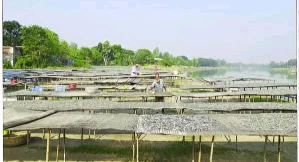 নওগাঁর আত্রাইয়ের শুঁটকি যাচ্ছে দেশের বিভিন্ন জেলায়