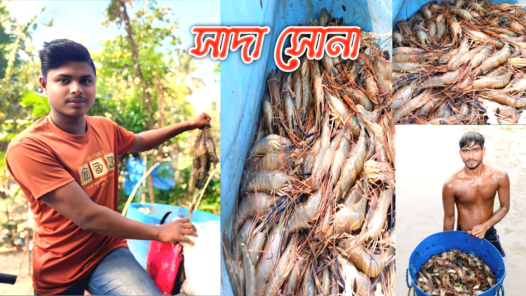 সাদা সোনায় সমৃদ্ধ বাগেরহাট : চিংড়ি শিল্পে বদলে যাচ্ছে অর্থনীতির চিত্র