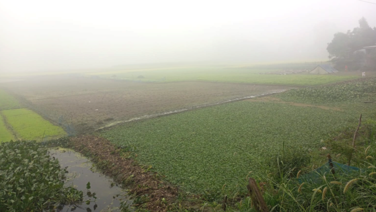 কুয়াশার চাদরে ঢাকা তাড়াশ: হাড়কাঁপানো শীতে খেটে খাওয়া মানুষের জীবনে নেমেছে নিঃশব্দ অভিশাপ