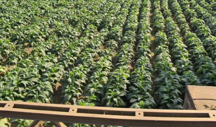 দীঘিনালায় তামাক চাষের বিস্তার—হুমকিতে নিরাপদ কৃষি ও স্থানীয় পরিবেশ