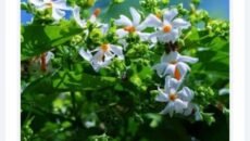 শিউলি ফুলের সুবাসে মাতোয়ারা গ্রামের মেঠোপথ