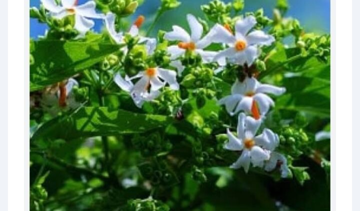 শিউলি ফুলের সুবাসে মাতোয়ারা গ্রামের মেঠোপথ