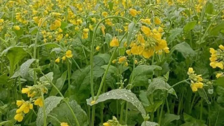 শ্রীপুরে  চলতি মৌসুমে সরিষার বাম্পার ফলনে কৃষকদের মুখে ফিরেছে হাসি