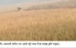 আমতলীতে কৃষকের জমির ধান লুট