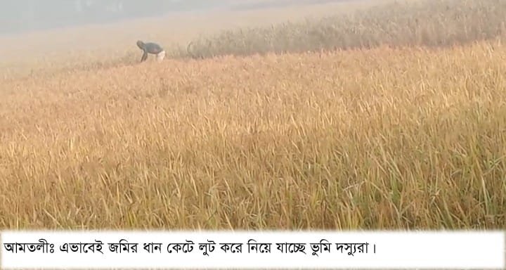 আমতলীতে কৃষকের জমির ধান লুট
