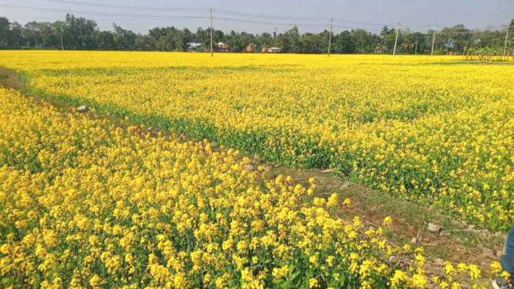 আত্রাইয়ে কচুয়া বিলে শরিষা ফুলের মনোমুগ্ধকর সমারোহ