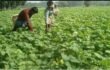 আগাম জাতের খিরা চাষে প্রান্তিক কৃষকদের সাফল্য