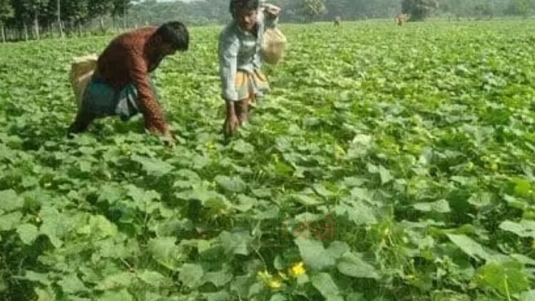 আগাম জাতের খিরা চাষে প্রান্তিক কৃষকদের সাফল্য