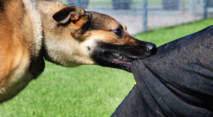 দুমকি উপজেলায়,  পাগলা কুকুরের কামড়ে আহত ৩৫, আতংকে এলাকাবাসী
