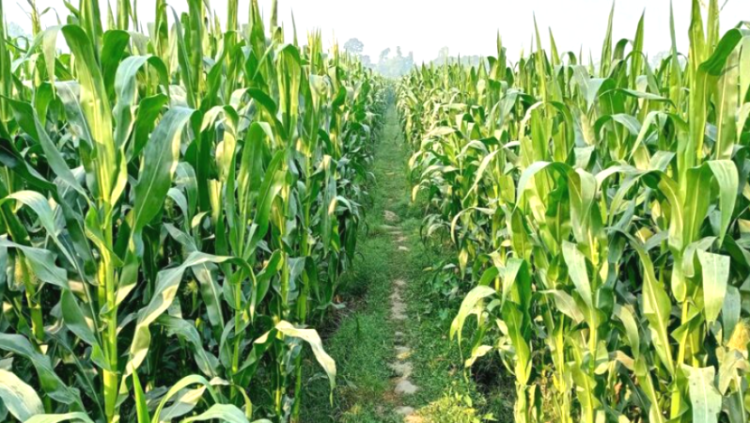 চলতি মৌসুমে জামালপুরে ভুট্টা চাষের রেকর্ড