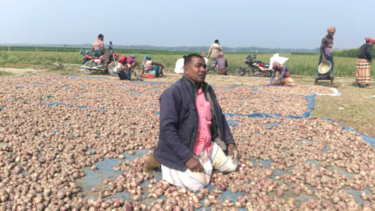 বাঘায় মুড়িকাঁটা পেঁয়াজের বাম্পার ফলন, দাম না পেয়ে হতাশ কৃষক