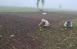 গোপালগঞ্জের মুকসুদপুরে কনকনে শীত ও কুয়াশা উপেক্ষা করে পেঁয়াজ রোপণে ব্যস্ত কৃষকরা